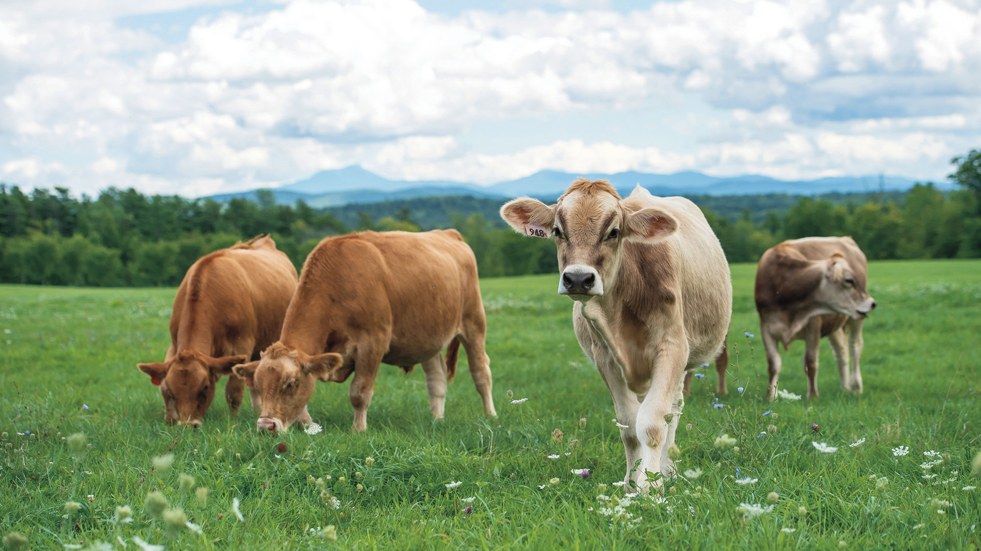 Contact Experience Shelburne